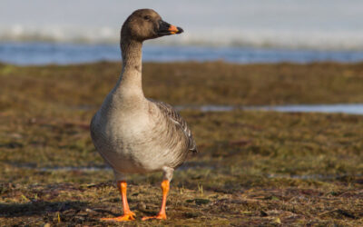 Overige ganzensoorten